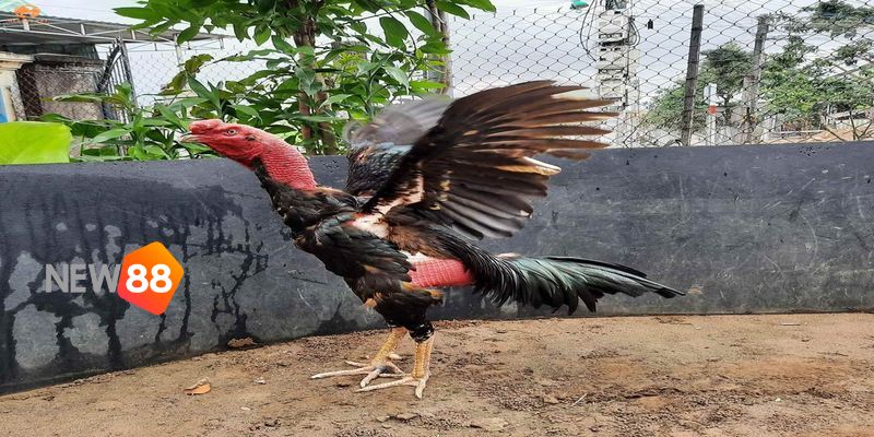 Cách chơi đá gà được nhiều cao thủ tin tưởng sử dụng