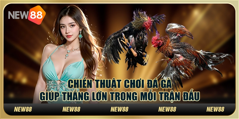 Chiến thuật chơi đá gà giúp thắng lớn trong mỗi trận đấu