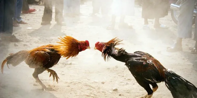 Các hình thức cược đá gà thường gặp