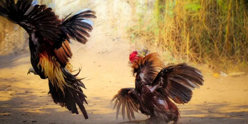Cùng tìm hiểu đầy đủ về luật chơi đá gà từ A đến Z