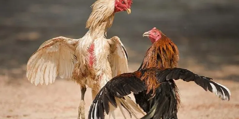 Tìm hiểu các hình thức cá cược đá gà phổ biến