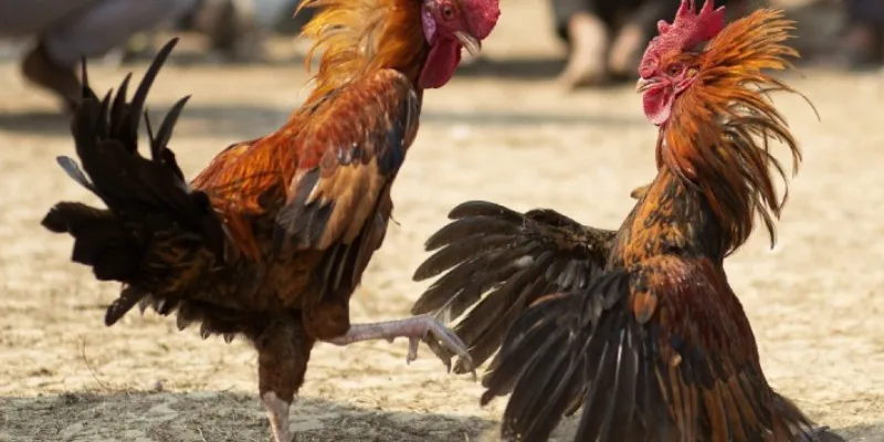 Các chiến thuật chơi đá gà giúp bạn chắc chắn giành chiến thắng