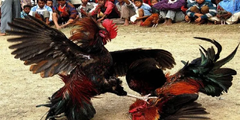 Chiến lược đặt cược đá gà Philippines thắng đậm