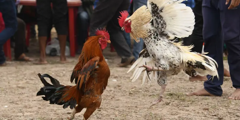 Bỏ túi cách huấn luyện gà đá từ sớm giúp đá gà hiệu quả