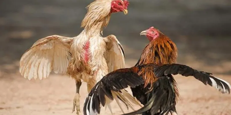 Khám phá giải đá gà trực tiếp C1 tại New88