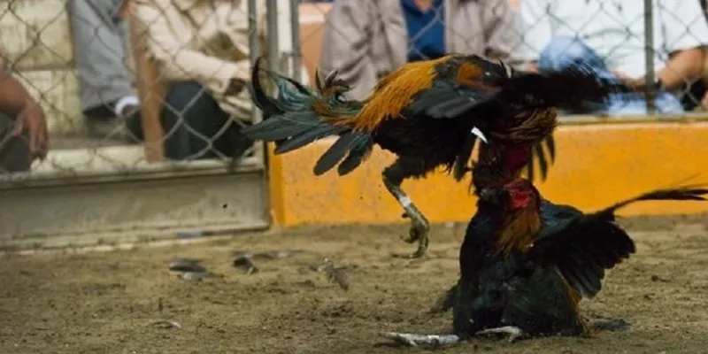 Cập nhật quy tắc và cách chơi đá gà trực tiếp casino