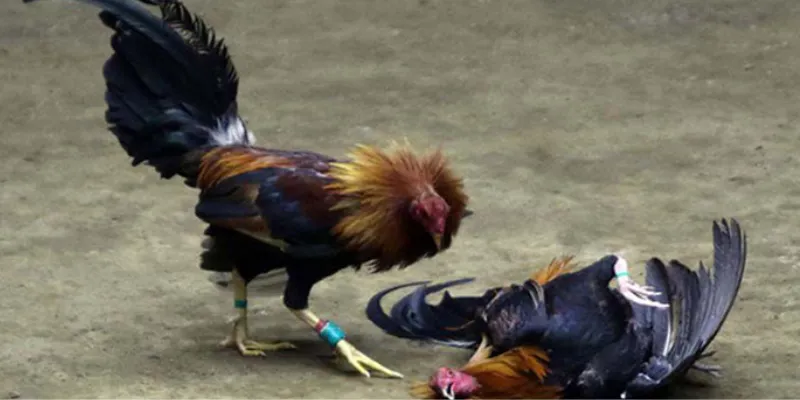 Các bí quyết cược hiệu quả khi tham gia đá gà CPC3