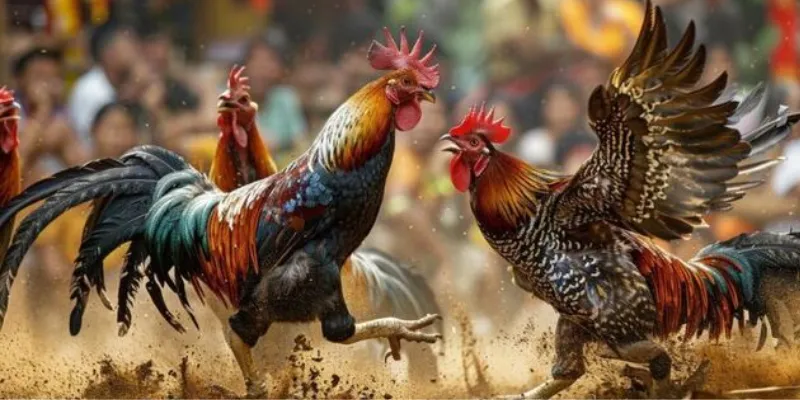 Điều gì khiến trận đá gà Thomo trực tiếp hấp dẫn người chơi?