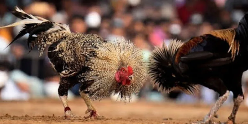 Các phương pháp cá cược khi xem trực tiếp đá gà Thomo