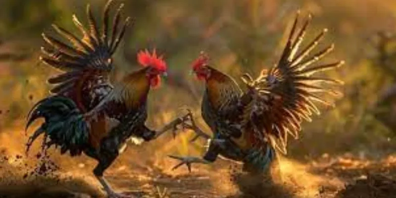 Những quy định trong các trường gà Philippines