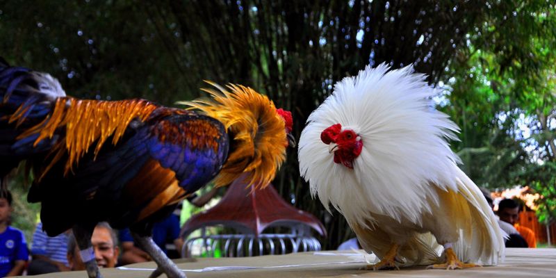 Tổng quan về đá gà truyền thống