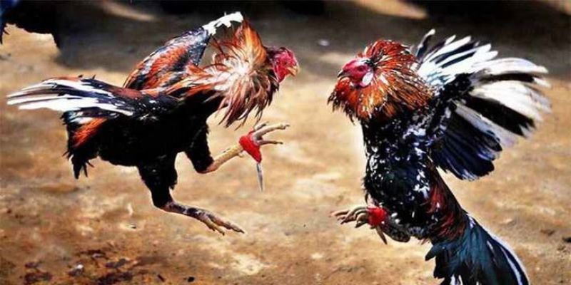 Chiến lược tối ưu giúp người chơi giành thắng lớn