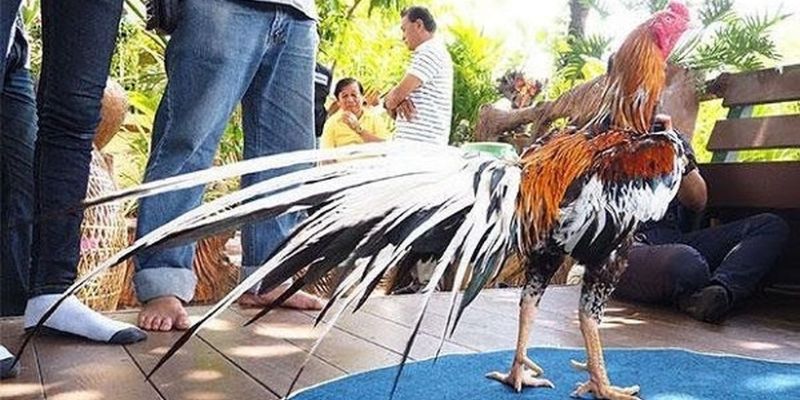 Huấn luyện gà chọi theo chế độ dinh dưỡng