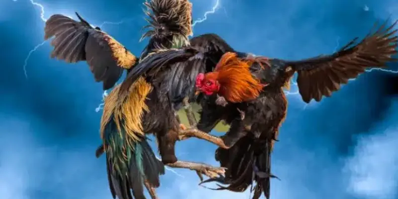 Bí quyết cá cược đá gà cựa dao giúp thắng lớn