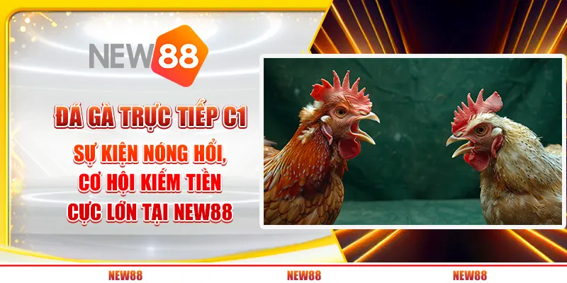 Đá gà trực tiếp C1: Sự kiện nóng hổi, cơ hội kiếm tiền cực lớn tại New88