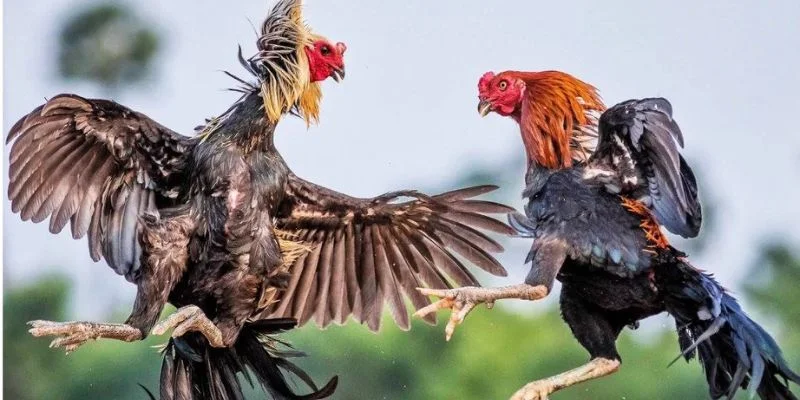 Top những hình thức đá gà hay mà bạn nên trải nghiệm