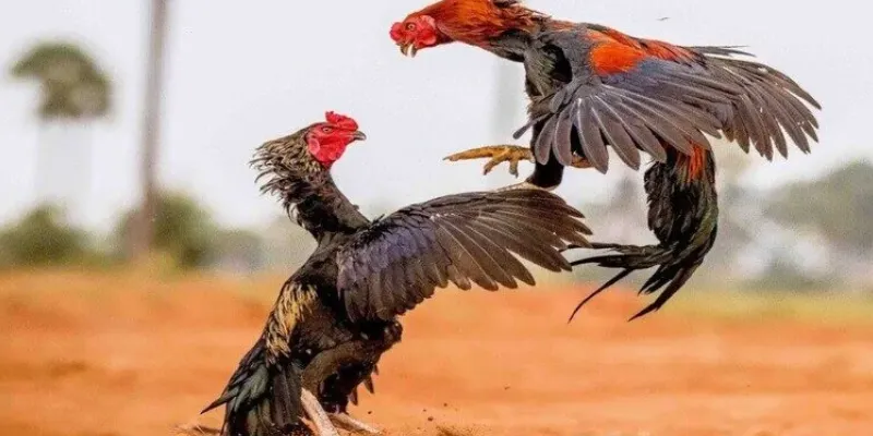 Mẹo chơi đá gà tăng cơ hội thắng đậm