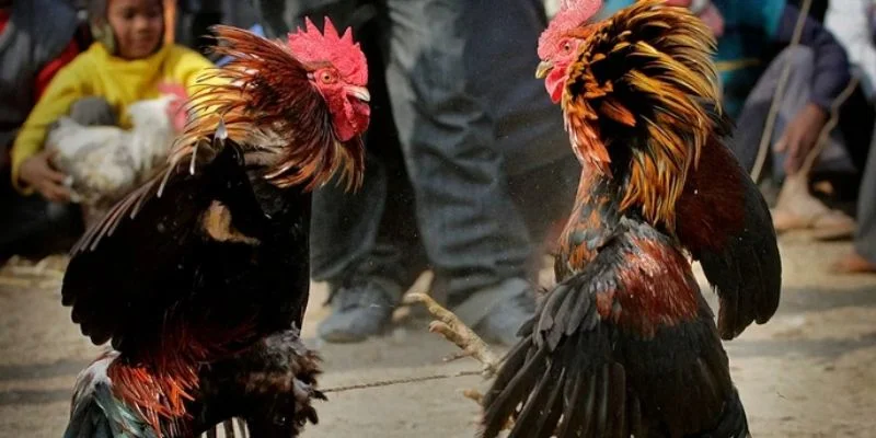 Những ưu điểm nổi bật mà bộ môn đá gà đặc biệt mang lại