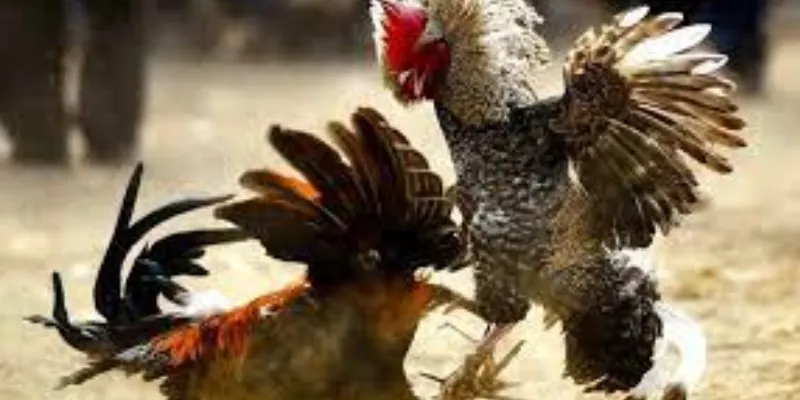 Gợi ý để thưởng thức trận đá gà tại New88 một cách hoàn hảo