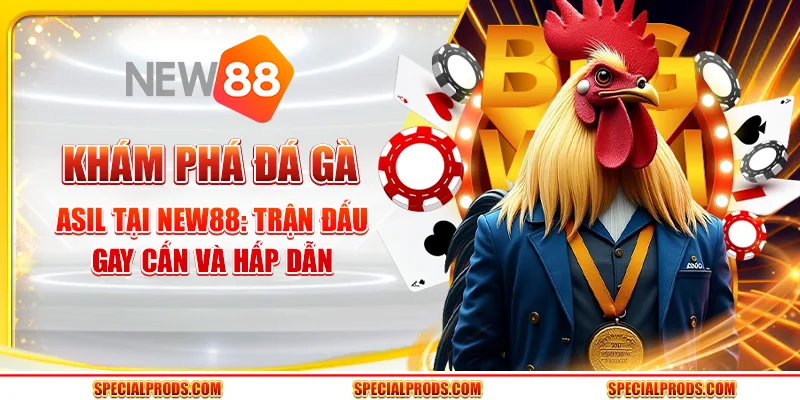 Khám phá đá gà Asil tại New88: Trận đấu gay cấn và hấp dẫn