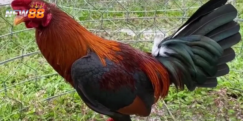 Một số thông tin về gà đá Shamo Nhật Bản