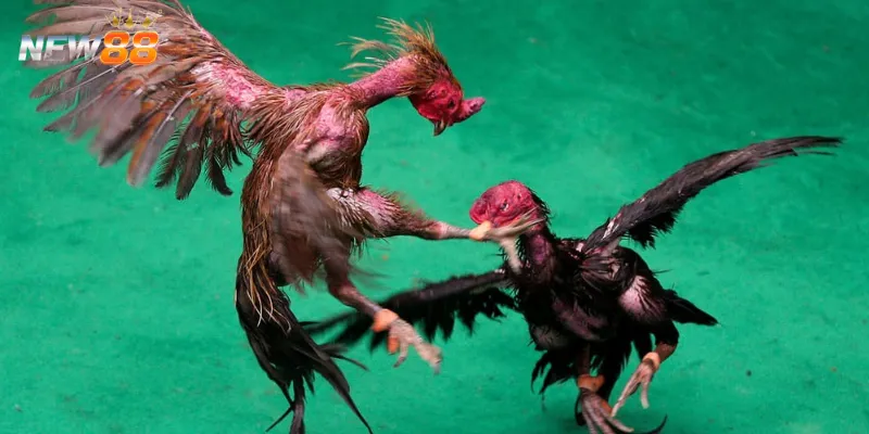 Những chiến thuật chiến đấu hiệu quả cho gà Shamo