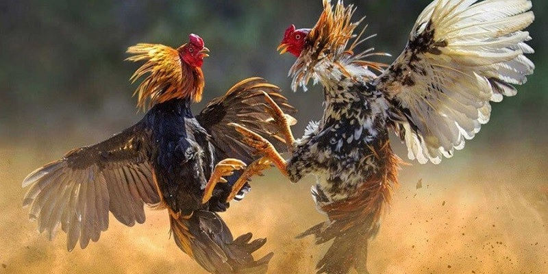 Cược đá gà cựa dao cùng nhà cái
