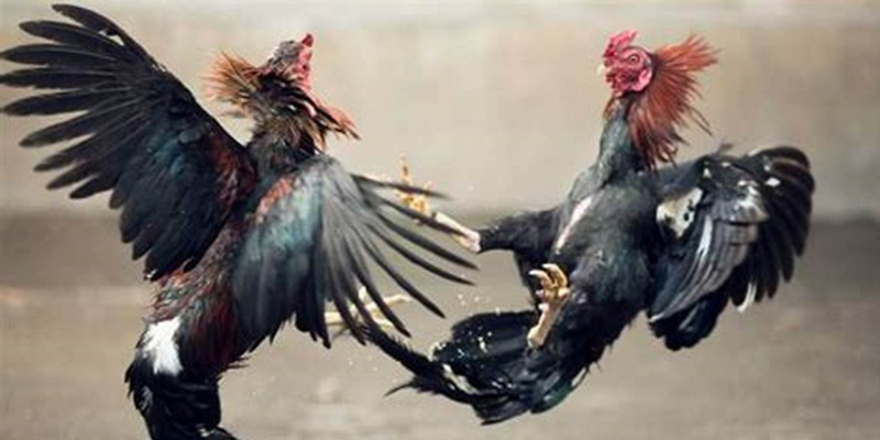 Chiến thuật chọn chiến kê để chiến thắng