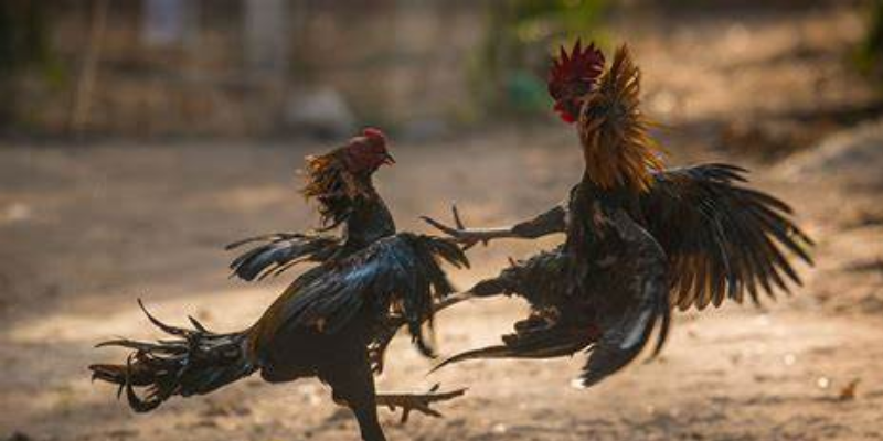 Các loại cược phổ biến và mẹo cá cược