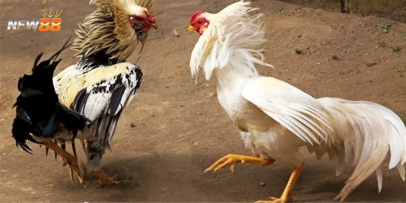 Đôi điều về trò chơi đá gà cựa dao Thomo