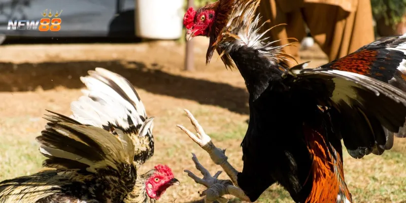 Nghiên cứu các loại cược trong trò đá gà cựa dao Thomo