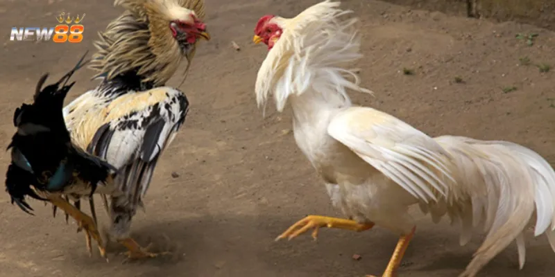 Bí quyết cá cược đá gà cựa dao Thomo từ chuyên gia